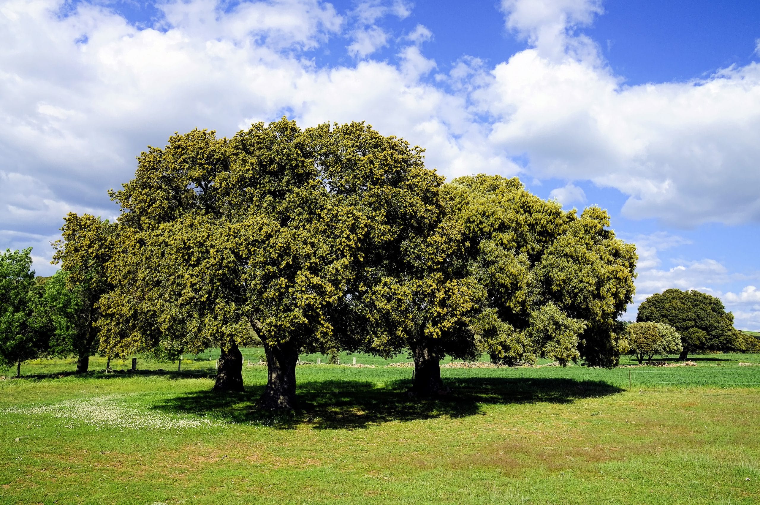 encina arbol