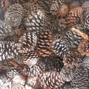 pinyas
