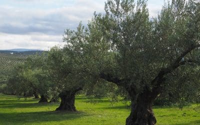 Las ventajas de la leña de olivo: Eficiencia y versatilidad para tu hogar