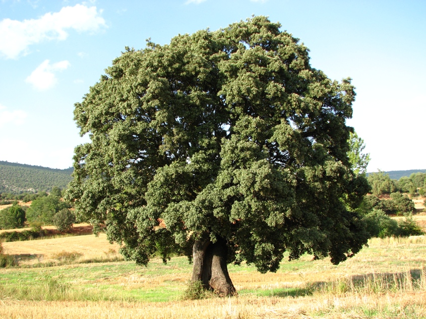 encina encina
